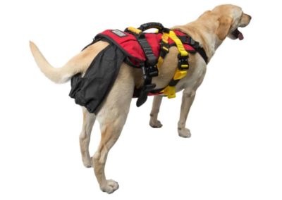 Dog in a CMC rescue harness.